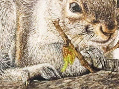 Squirrelling Around