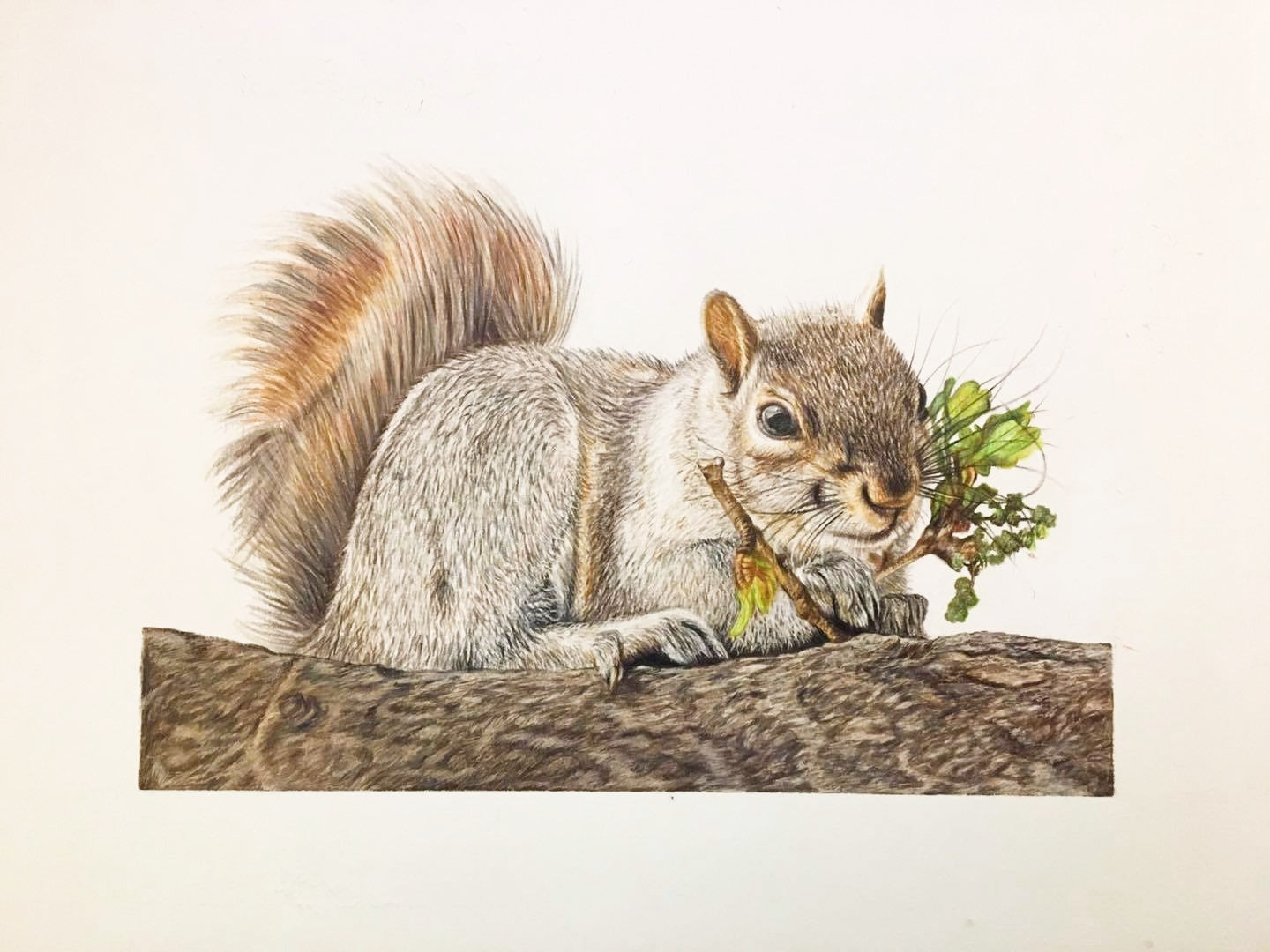 Squirrelling Around