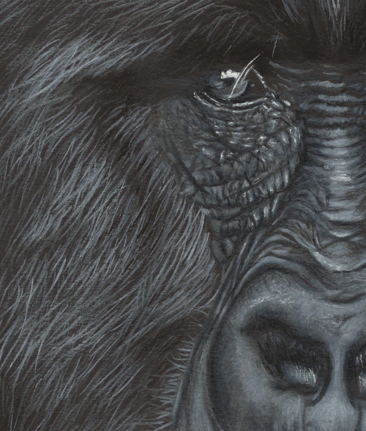 Close-up of a gorilla's face with detailed fur and features.