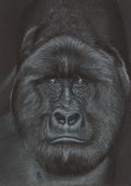 Detailed drawing of a gorilla's face with a dark background