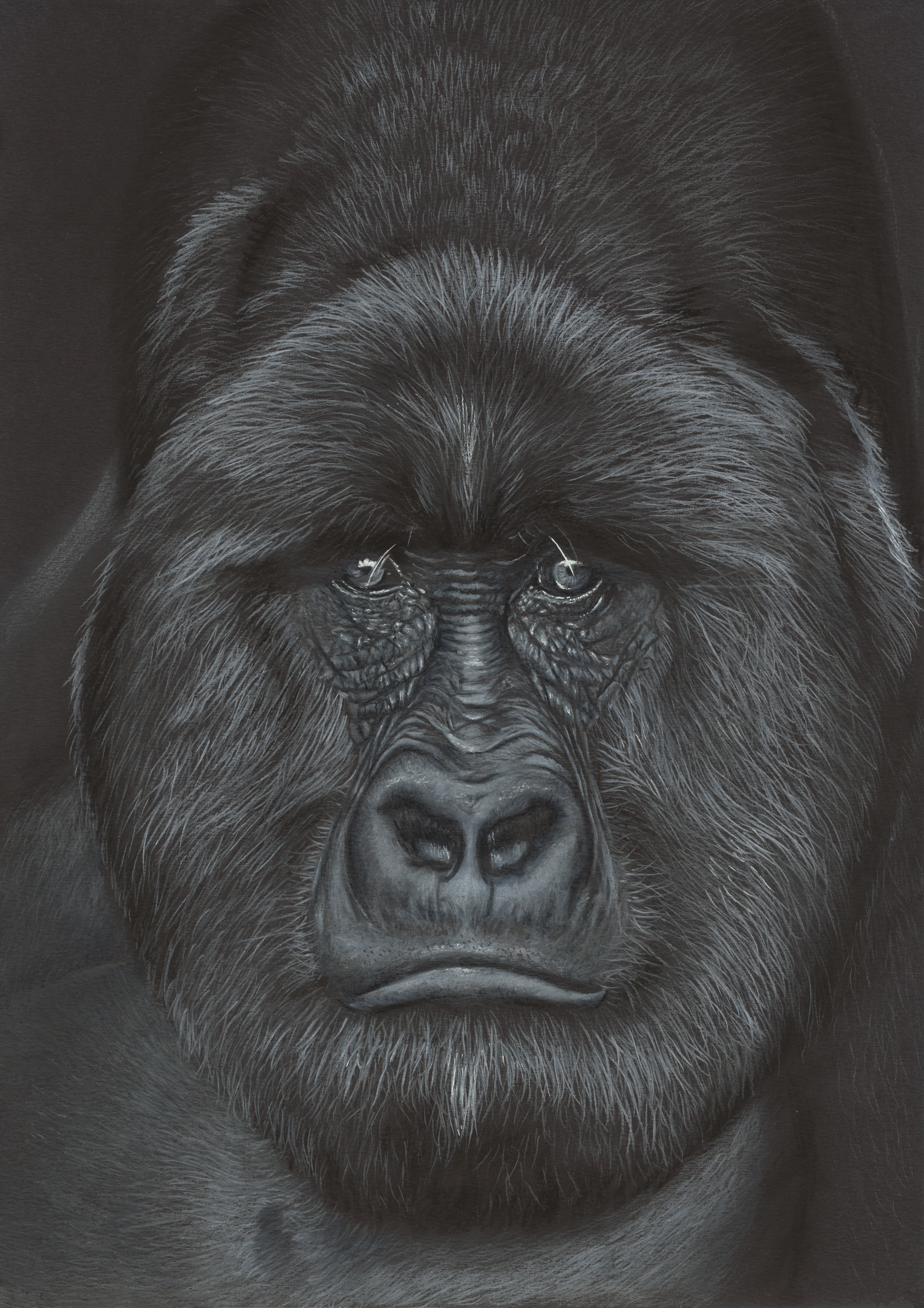 Detailed drawing of a gorilla's face with a dark background