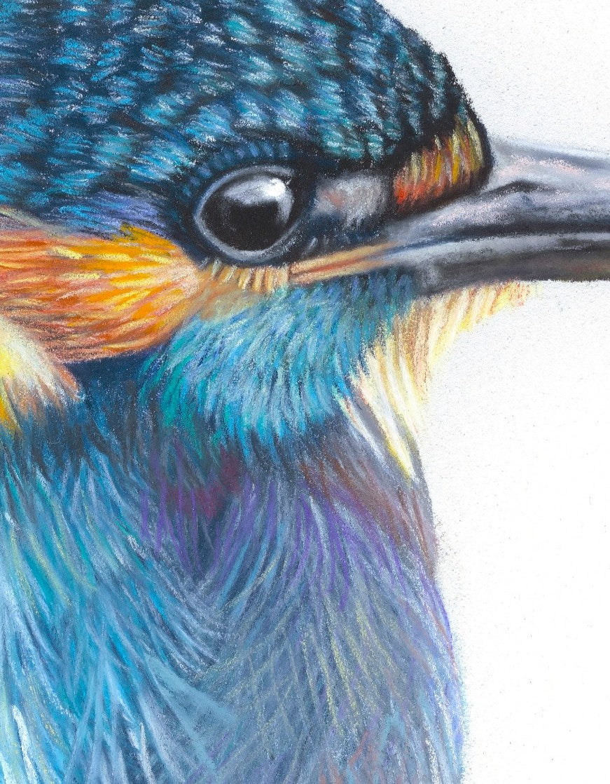 Close-up of a colorful bird with detailed feather texture on a white background