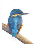 Colorful bird perched on a branch with a white background