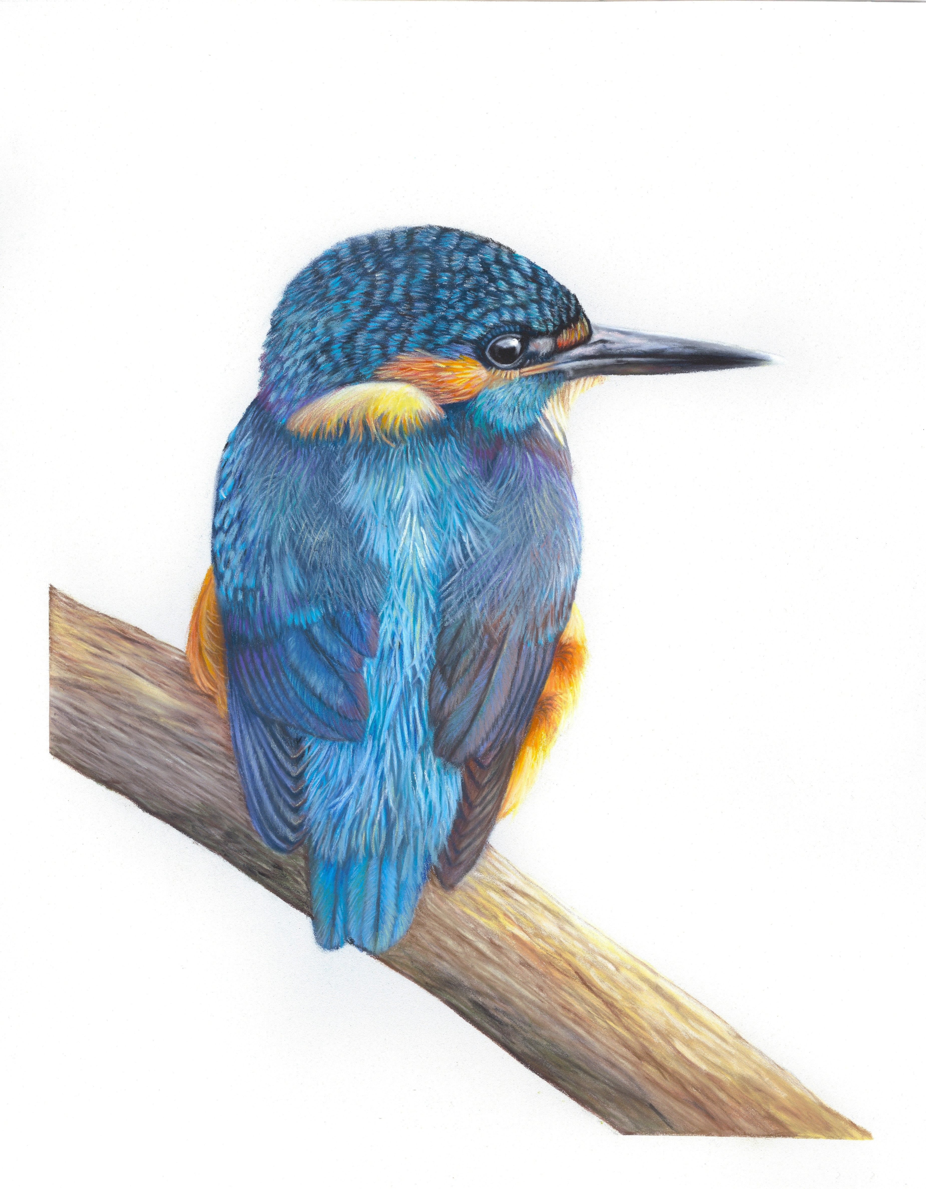 Colorful bird perched on a branch with a white background