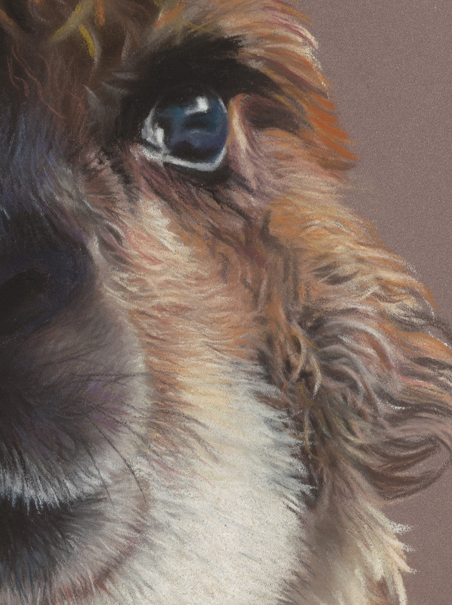 Close-up of a Llamas face with detailed fur and eye.