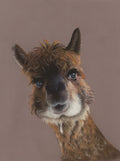 Artistic illustration of a llama's face on a brown background