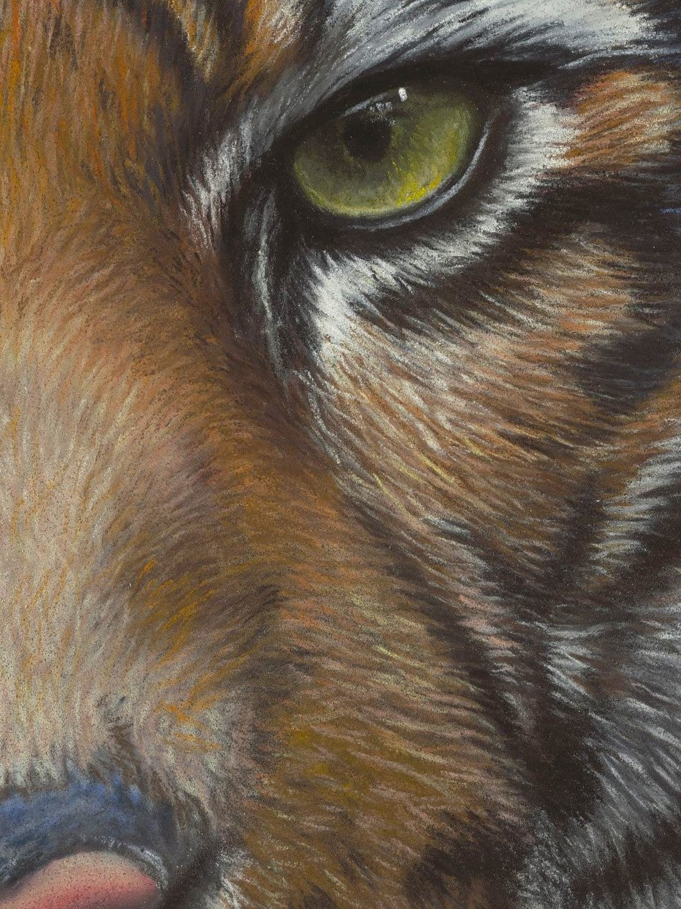 Close-up of a tiger's eye with detailed fur texture