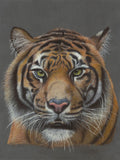 Detailed drawing of a tiger's face on a gray background