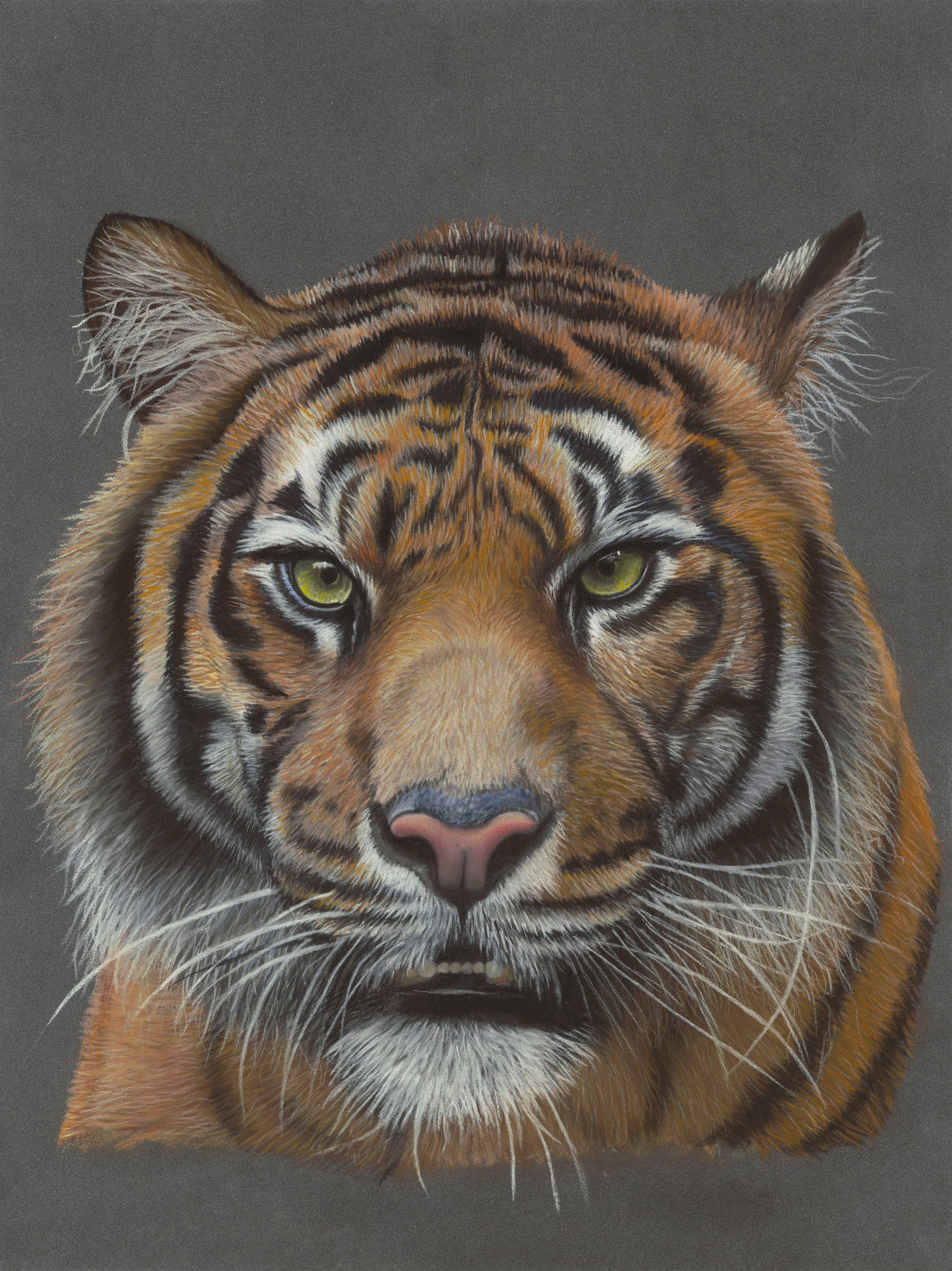 Detailed drawing of a tiger's face on a gray background